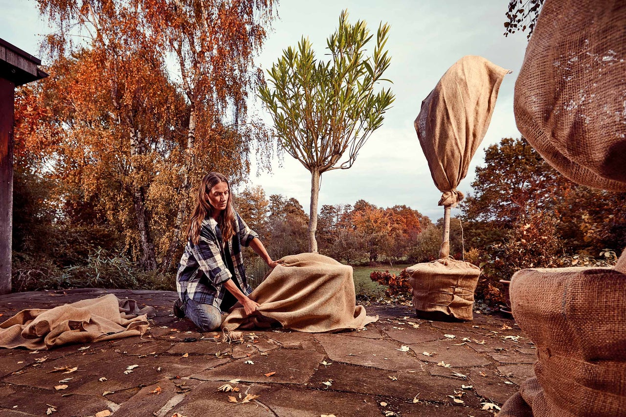 Frau verpackt Baum mit Jute für den Winter