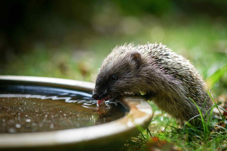 Igel trinkt Wasser aus einer flachen Schale im Garten