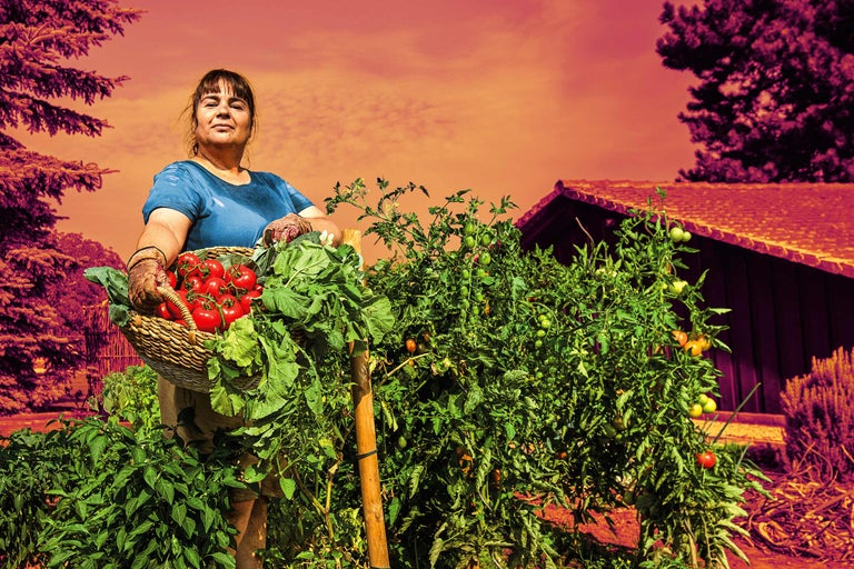 Frau mit Korb voll Tomaten im Gemüsegarten