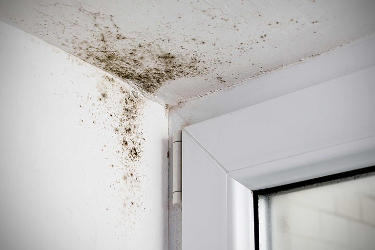 Schimmel an Wand und Decke neben einem Fensterrahmen