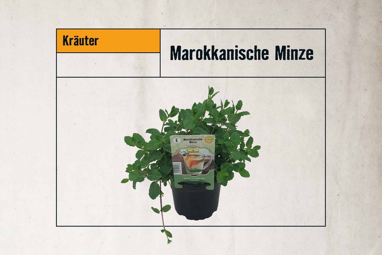 Marokkanische Minze im Topf für den Kräutergarten