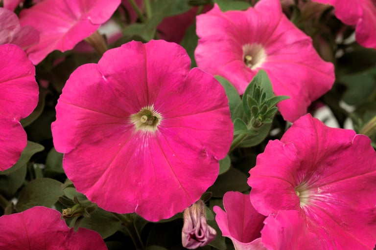 Nahaufnahme von pinkfarbenen Petunienblüten