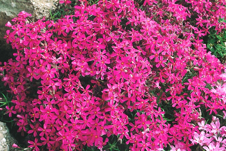 Teppich-Flammenblume mit kleinen Blüten