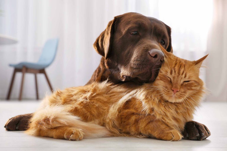Ein brauner Labrador liegt auf einer roten Katze.