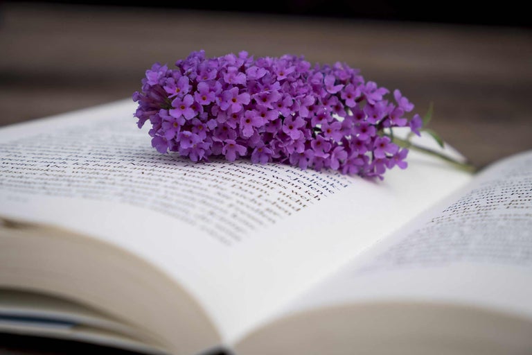 Offenes Buch mit lila Blüte