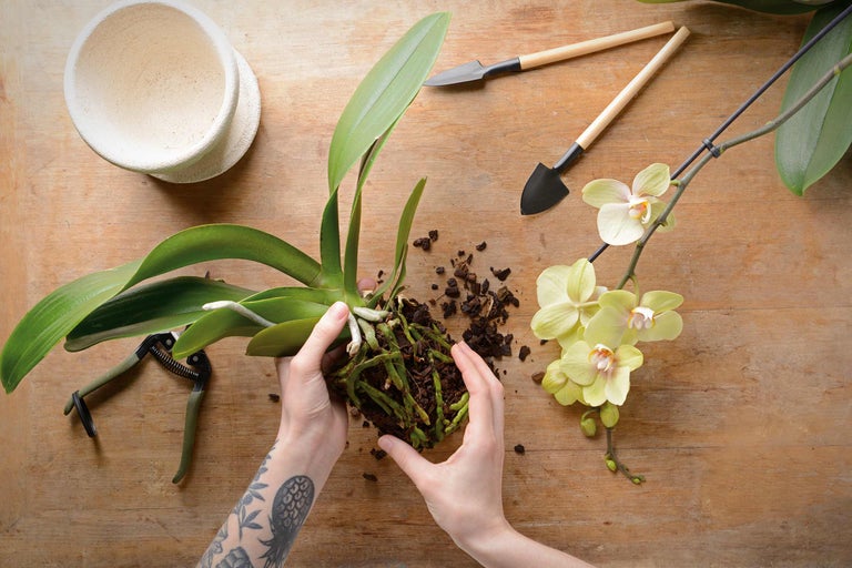 Orchideen umtopfen