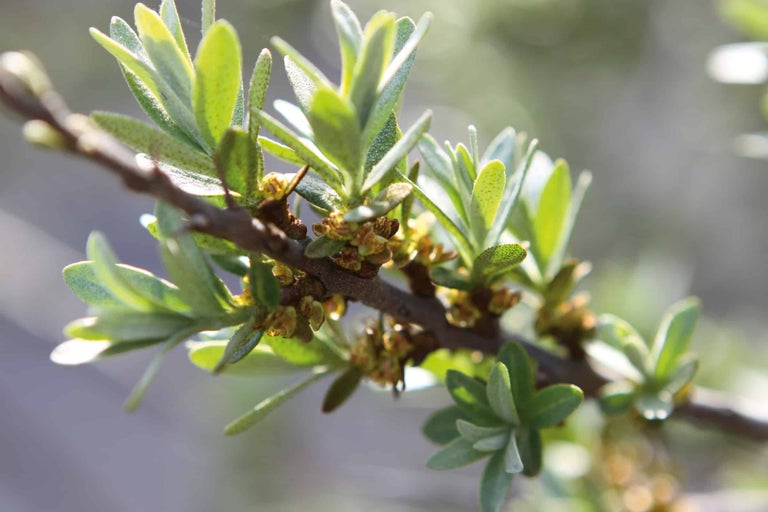 Zweig des Sanddorns mit Blättern und Blüten