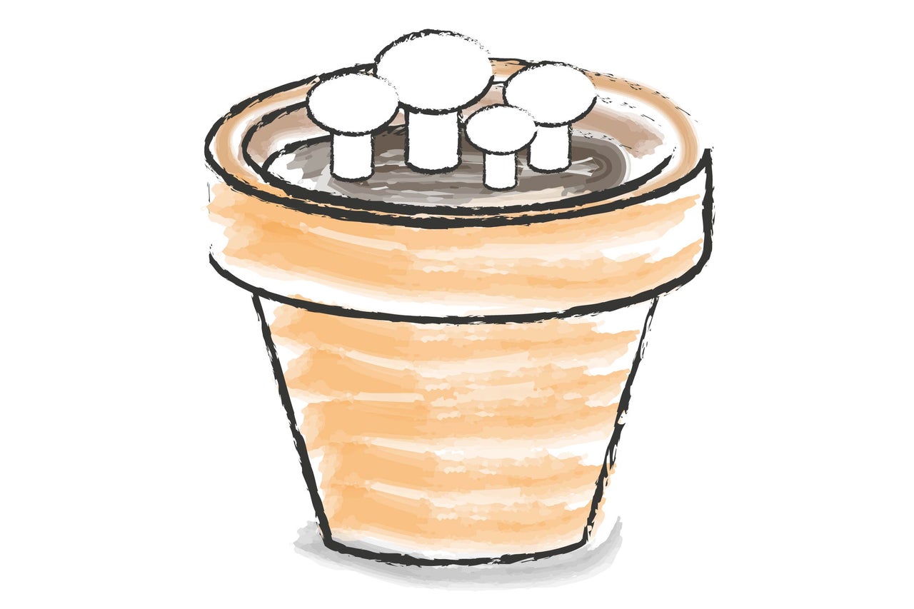 Illustration eines Pflanzgefäßes mit Setzlingen