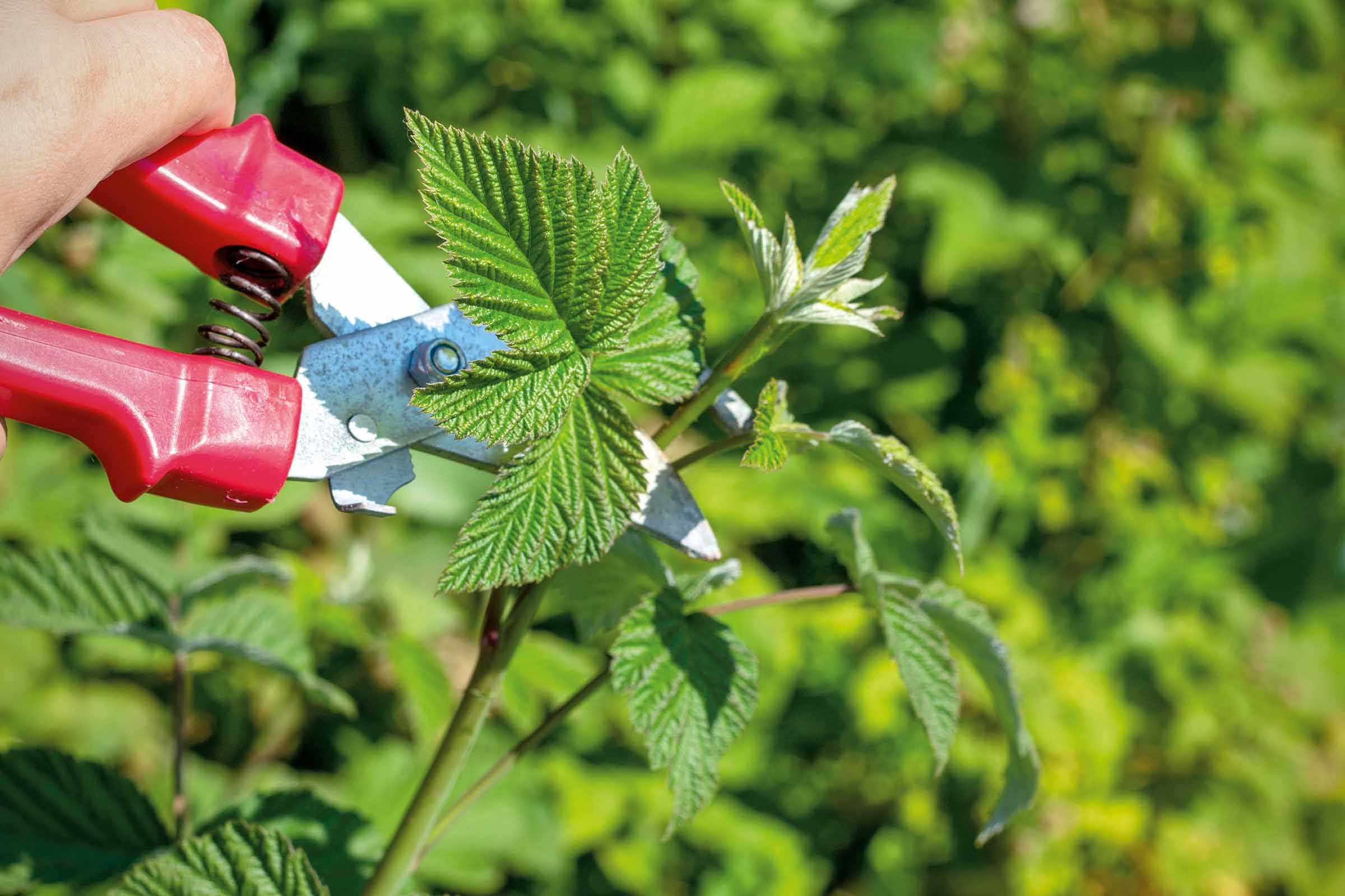 Gartenschere schneidet einen Trieb mit Blättern