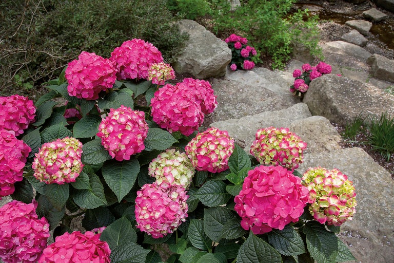 Hortensien mit rosa Blüten in einem Garten mit Steintreppe