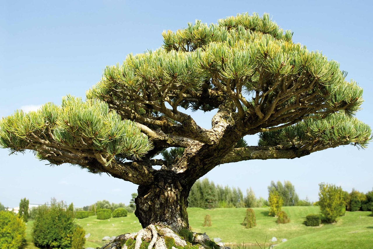 Japanische Schwarzkiefer als Bonsai im Garten