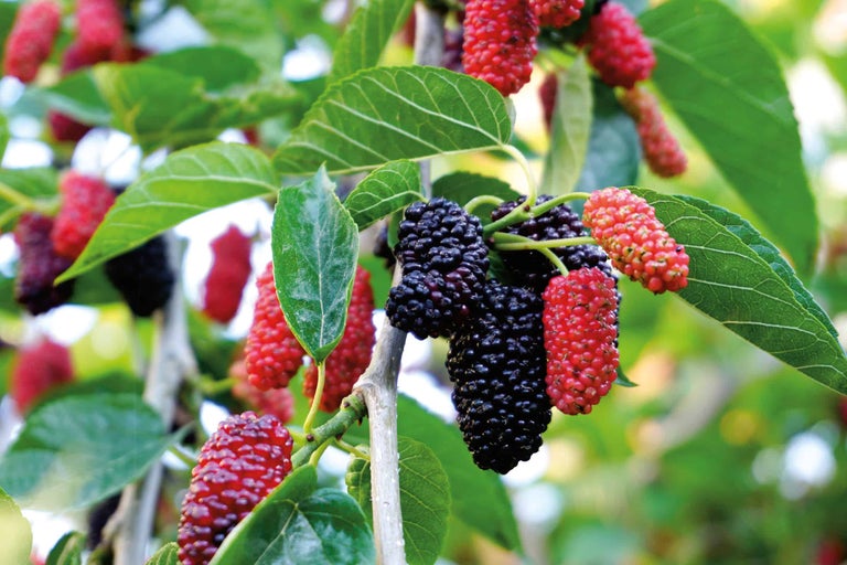 Nahaufnahme von Maulbeeren am Baum