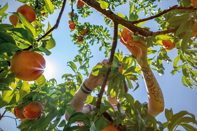 Pfirsichbaum pflanzen und schneiden