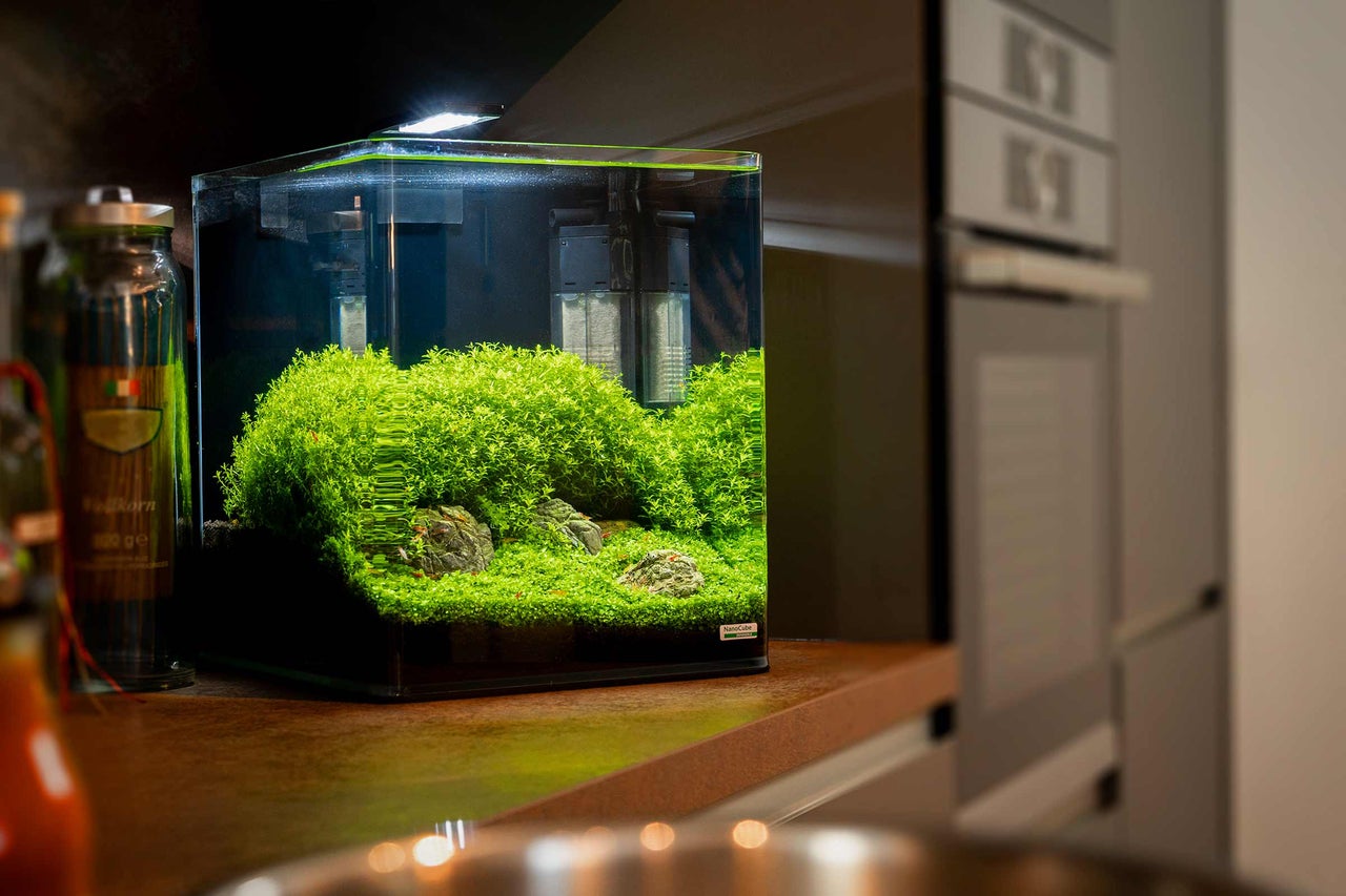 Aquarium mit Wasserpflanzen und Steinen im Innenraum