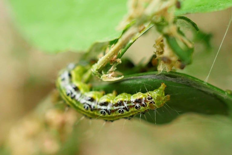 Buchbaumzünsler Raupe auf einem Blatt