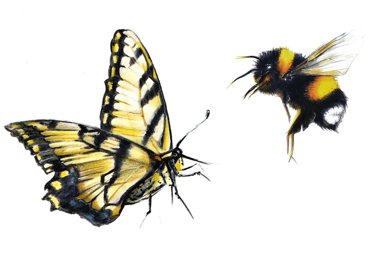 Zeichnung eines Schwalbenschwanz Schmetterlings und einer Hummel