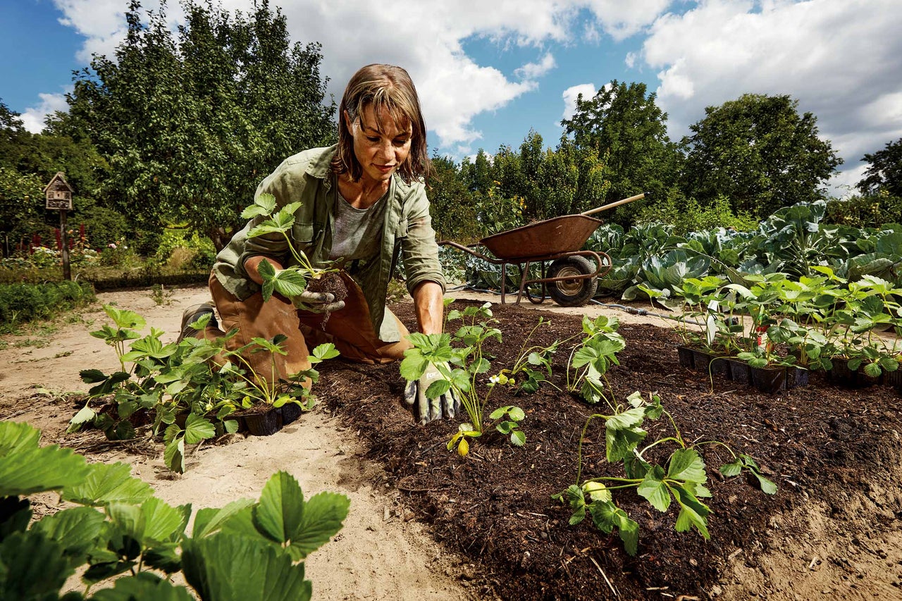 Frau pflanzt Erdbeeren im Gartenbeet mit Schubkarre im Hintergrund.