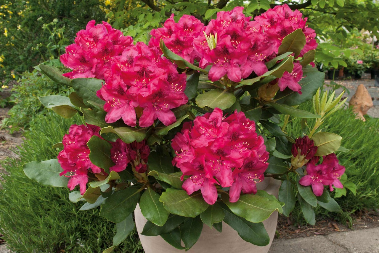Rhododendron im Topf mit rosa Blüten