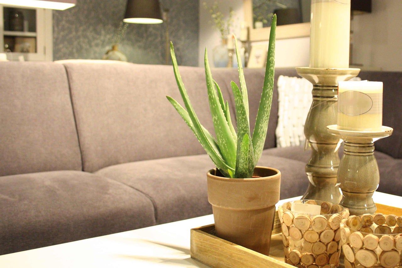 Dekoratives Wohnzimmer mit Aloe Vera Pflanze im Topf, Kerzenständern und Sofa