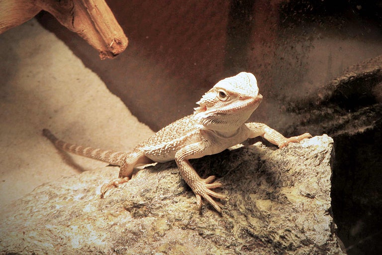 Bartagame auf einem Stein