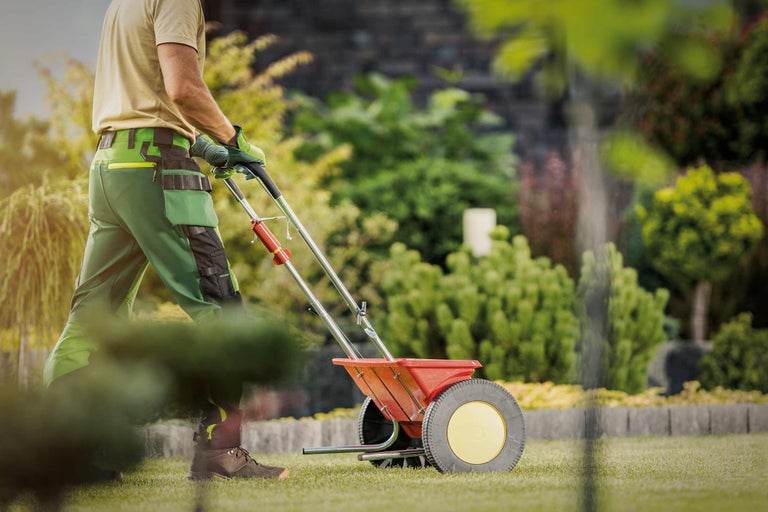 Gärtner benutzt einen Streuwagen im Garten zur Rasenpflege.