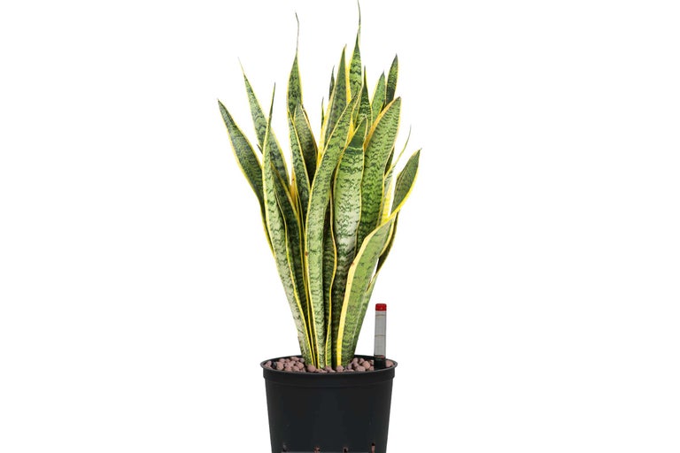 Sansevieria in einem schwarzen Pflanztopf