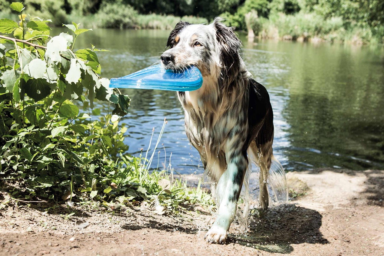 Hund trägt blaue Frisbee aus dem See