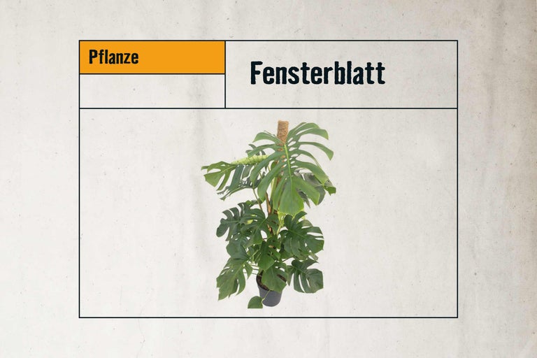 Fensterblatt Pflanze im Topf mit Rankhilfe