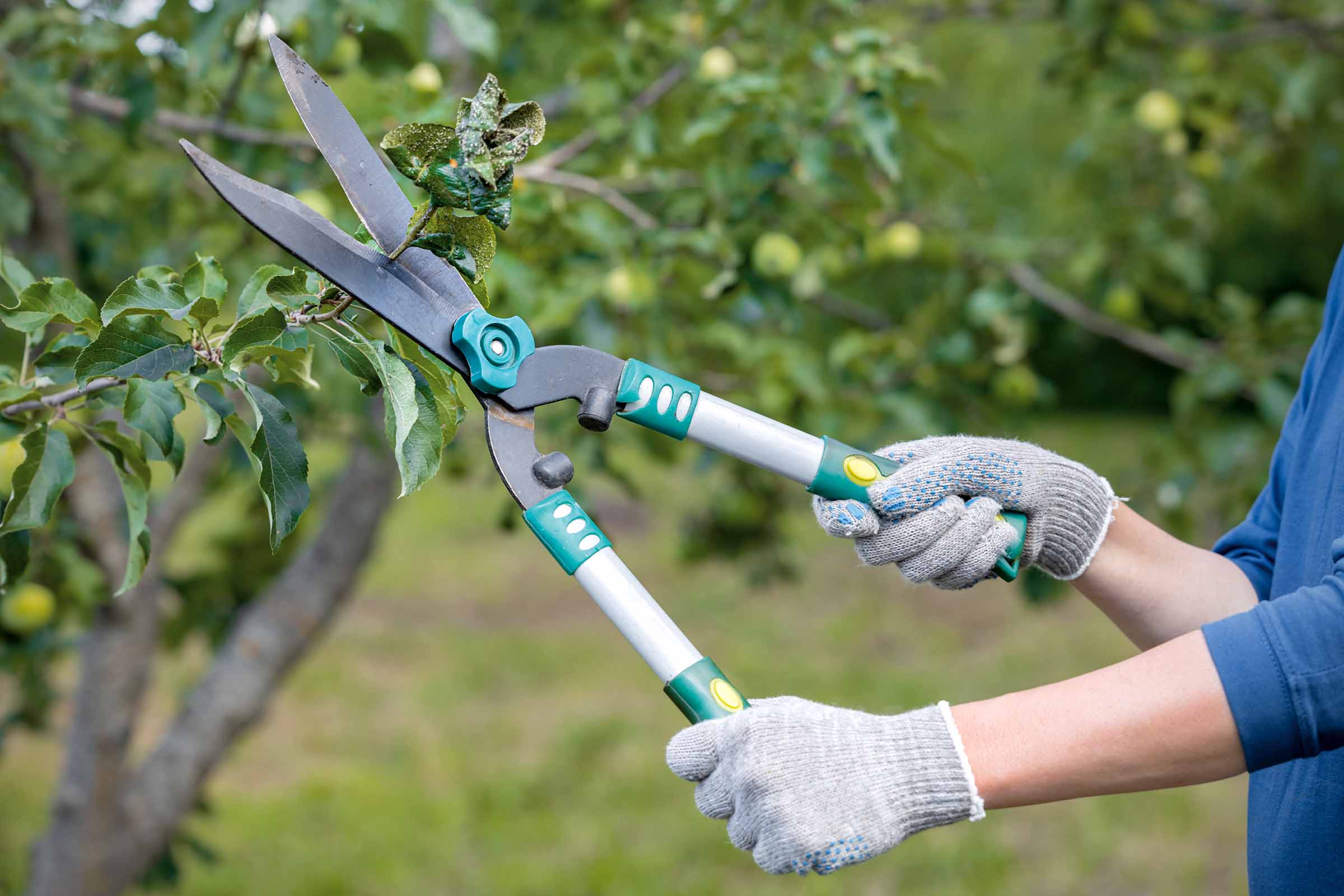 Eine Person benutzt eine Astschere zum Beschneiden eines Baumes im Garten.