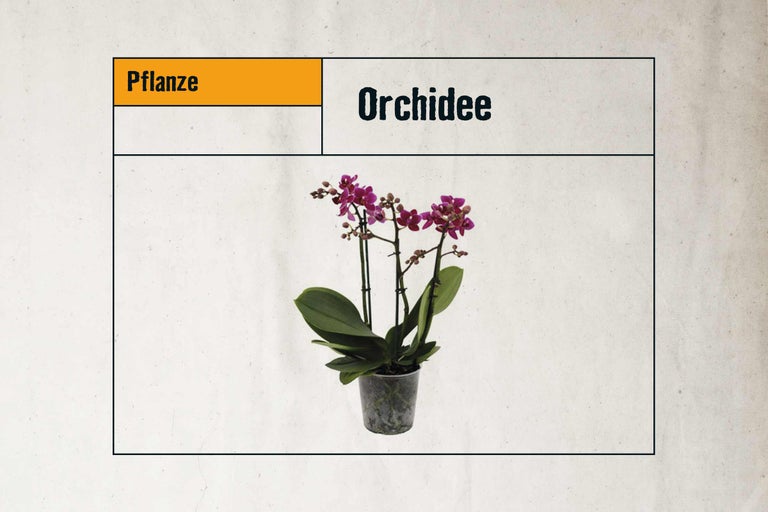 Orchidee im Topf