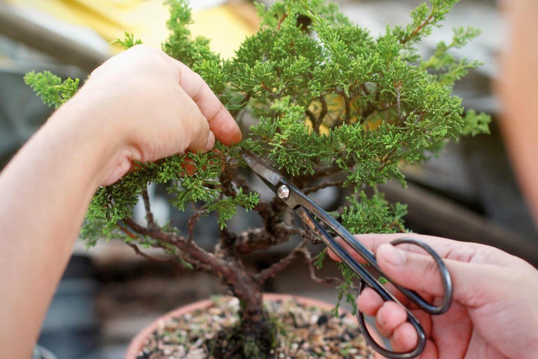 Bonsai wird mit einer Schere geschnitten