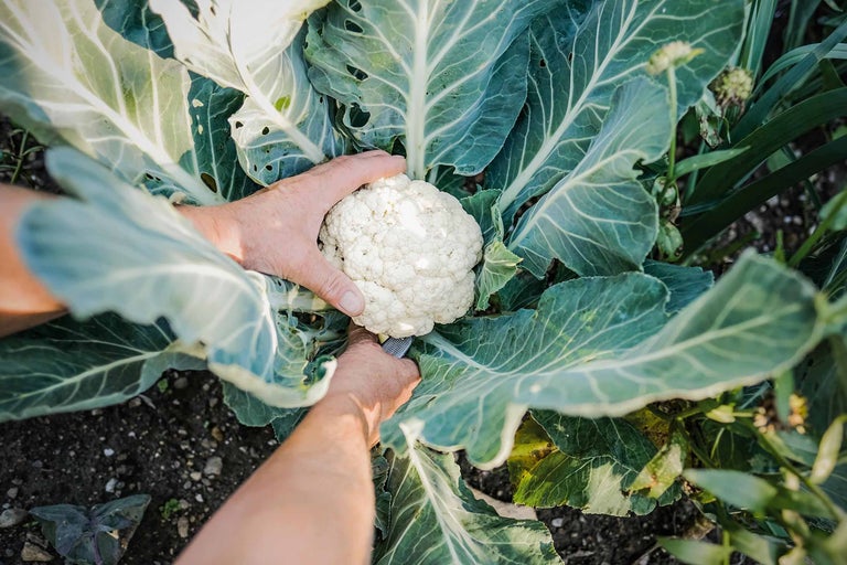 Ernte von Blumenkohl mit einem Messer im Garten