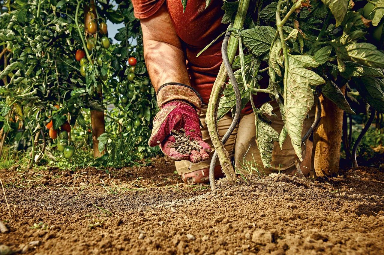 Eine Person düngt einen Tomatenstrauch im Garten.
