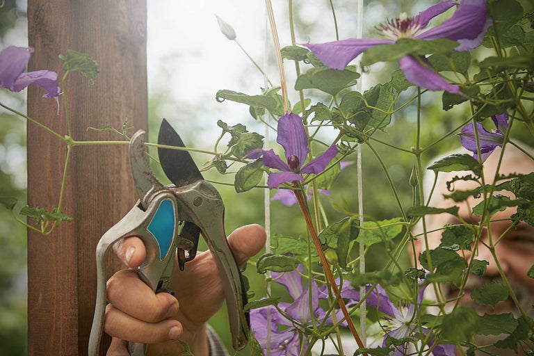 Clematis schneiden