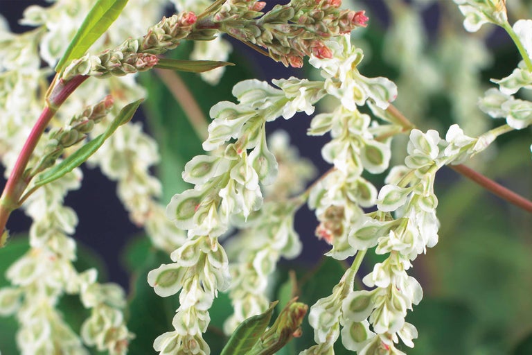 Blütenstand des Knöterichs