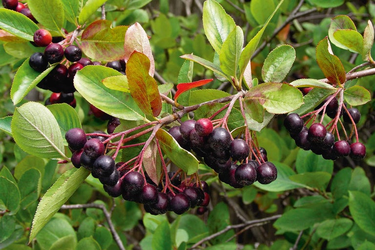 Aronia Pflanze mit Beeren und Blättern