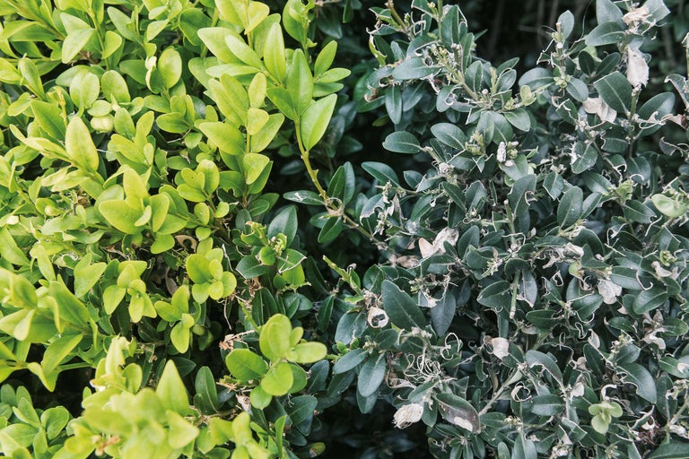 Nahaufnahme eines Buchsbaums mit Schädlingsbefall