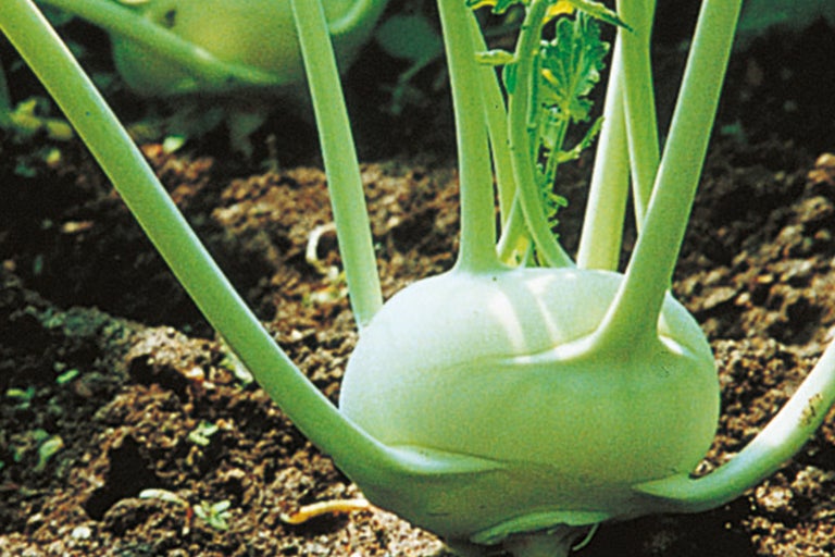 Kohlrabi auf dem Feld