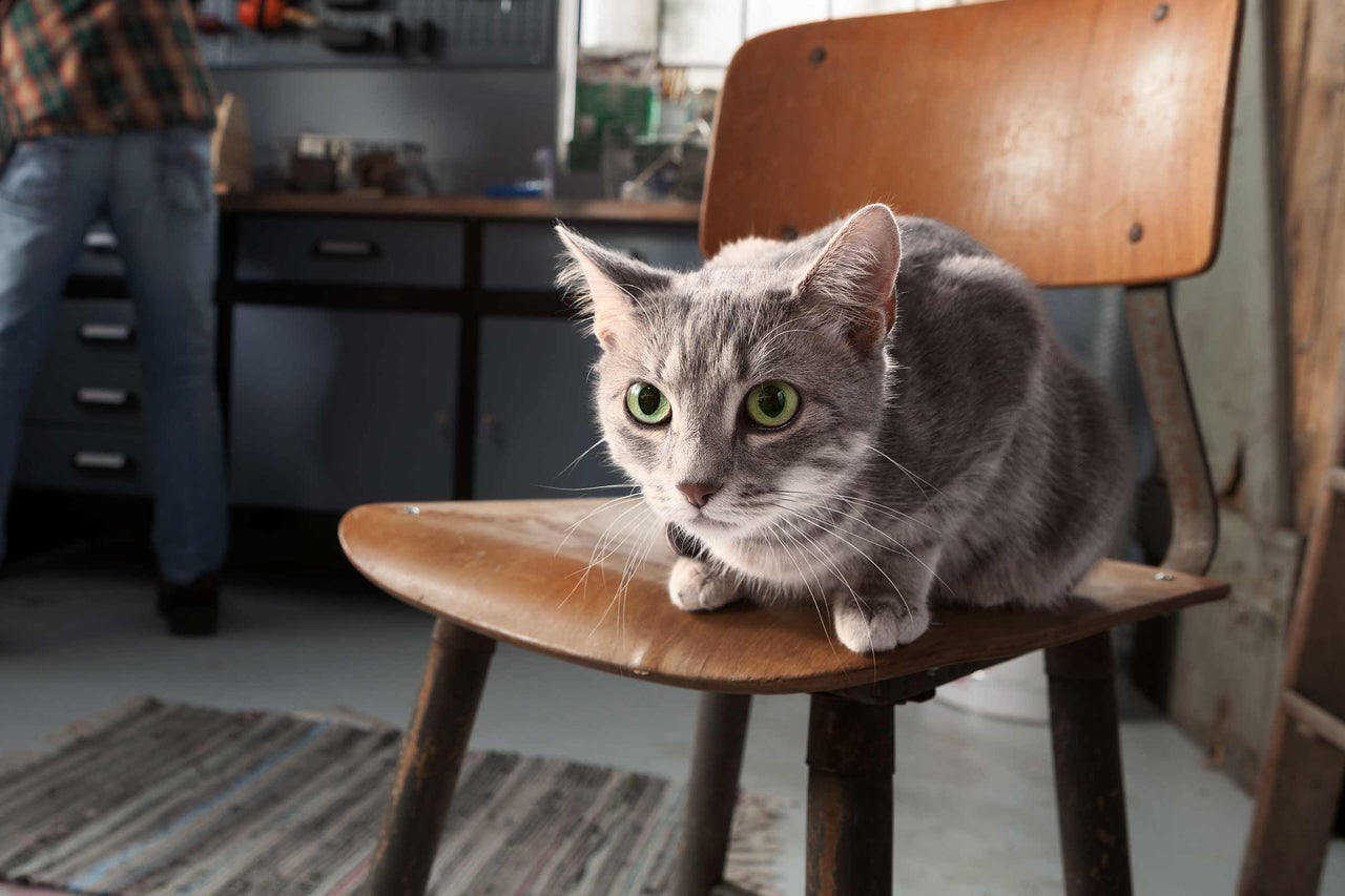 Graue Katze sitzt auf einem Holzstuhl in einer Werkstatt.