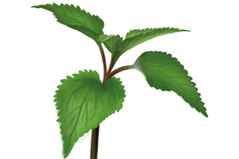 Junge Pflanze mit gezackten Blättern