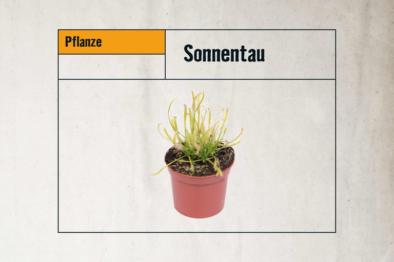 Sonnentau Pflanze in einem Topf