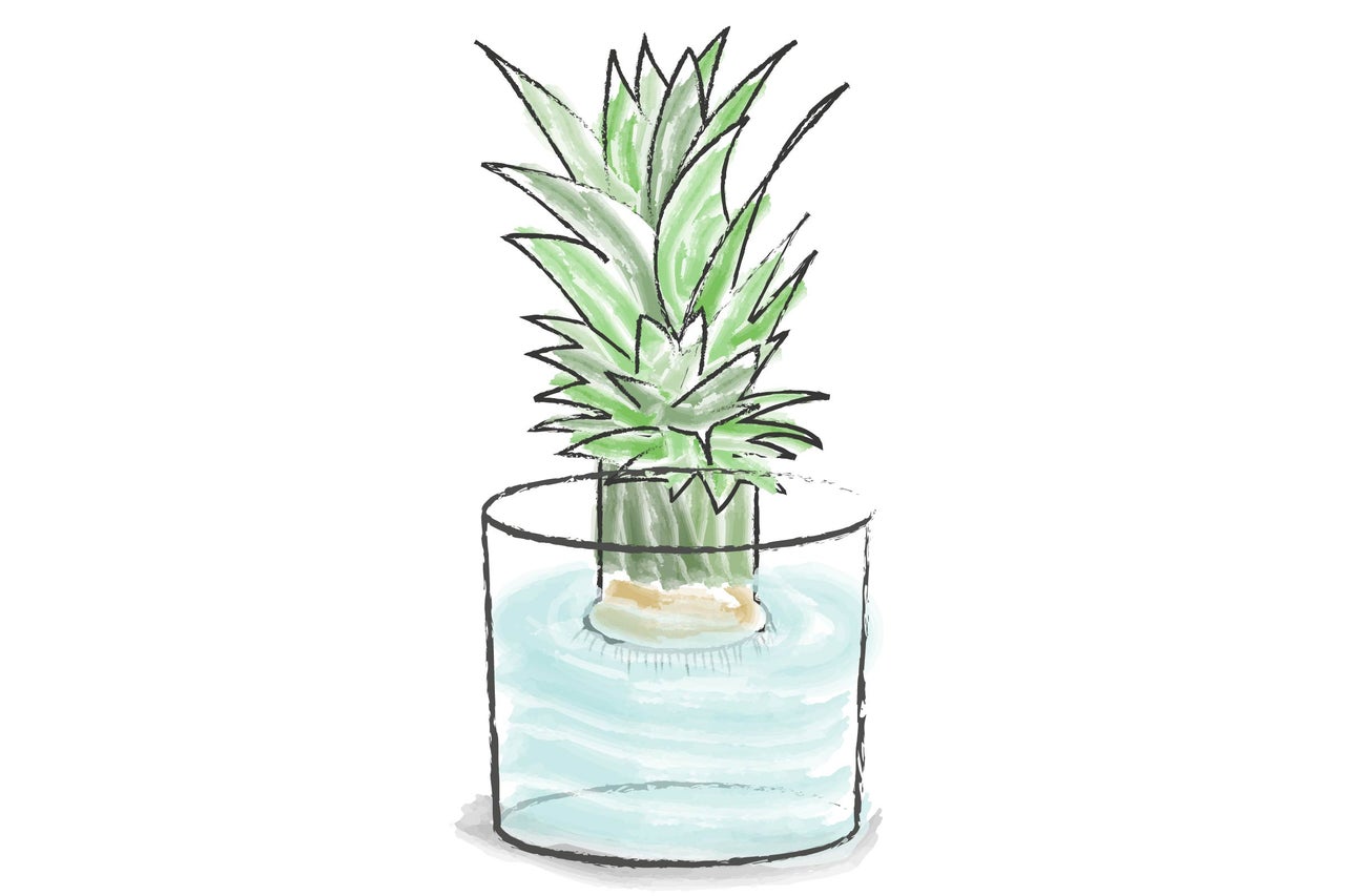 Ananaspflanze in Glas mit Wasser