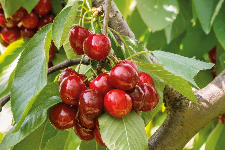 Kirschen hängen an einem Zweig mit Blättern