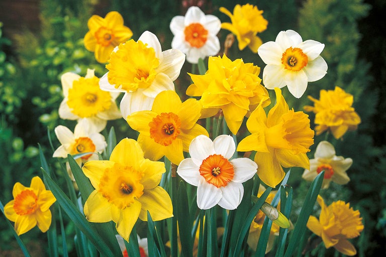 Gelbe und weiße Narzissen im Garten