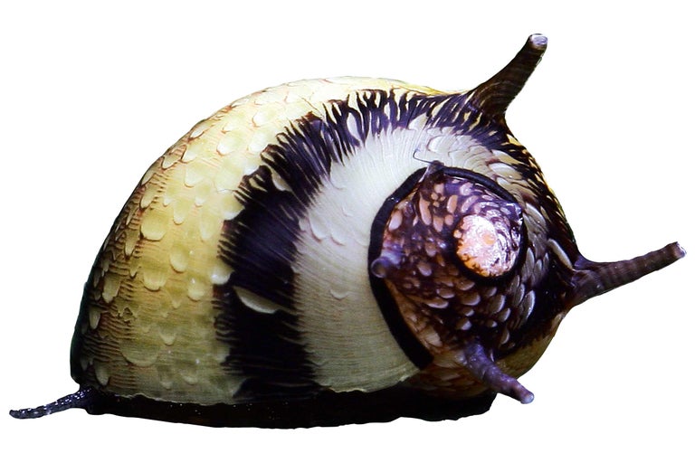 Rennschnecke für Aquarien