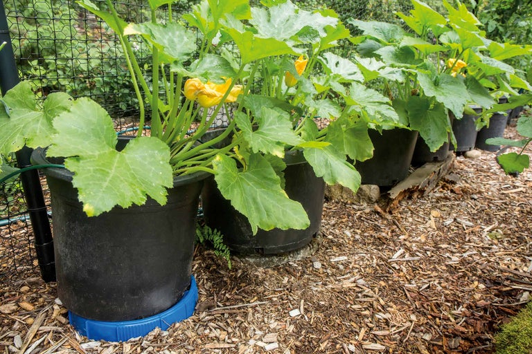 Reihe von Zucchinipflanzen mit gelben Blüten in schwarzen Pflanzgefäßen auf einer Gartenterrasse mit Holzhackschnitzelboden