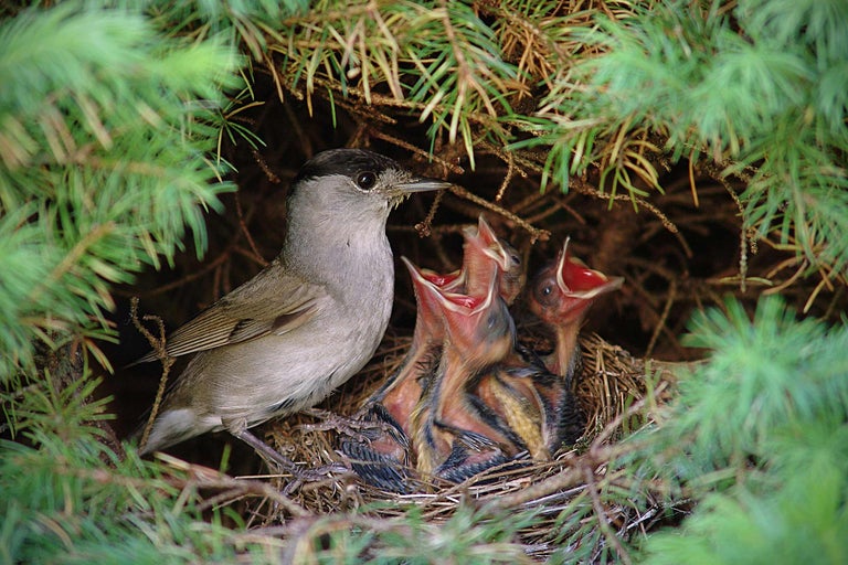 Ein Vogel mit Nestlingen in einem Nest zwischen grünen Zweigen.