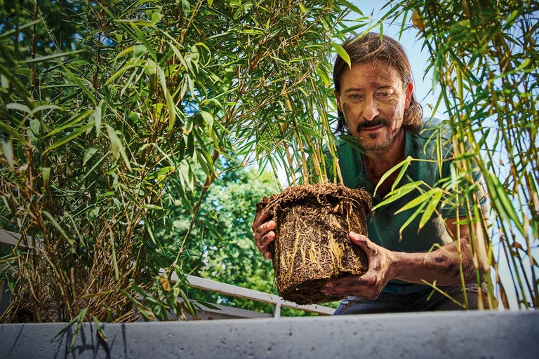 Bambussprosse im Bambuswald