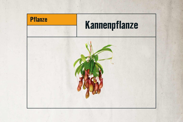 Kannenpflanze