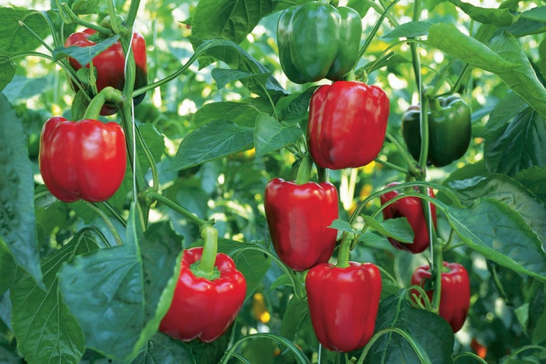 Roter und grüner Gemüsepaprika wächst auf der Pflanze.
